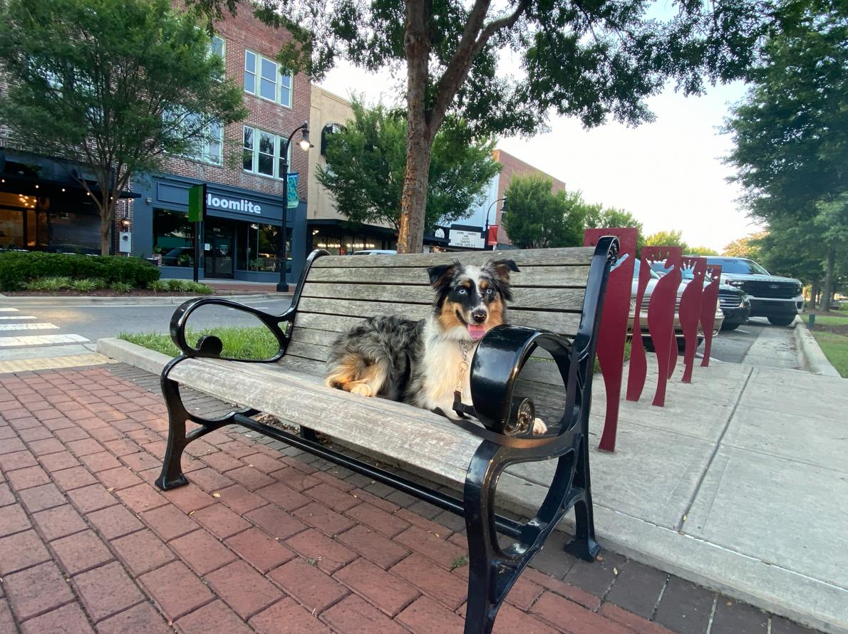 An Australian Shepherd resting calmly on a public bench in a downtown setting, showing off-farm obedience